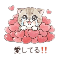Shibakoro_20260826233021