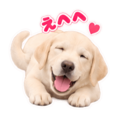 Cute Labrador^^