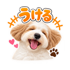 WAN & DAY_Lani the Labradoodle
