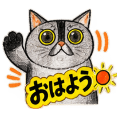 BLACK CAT_20260827114855