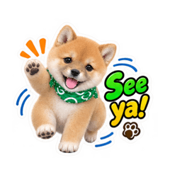 Japanese Mame Shiba9