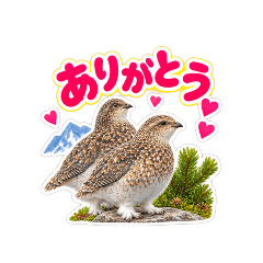 Meet a ptarmigan