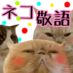 敬語 ネコ写真 ネコパラダイス Line スタンプ Line Store