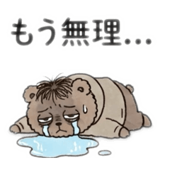 Shibakoro_20260827123440