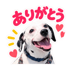 Hana_Dalmatian