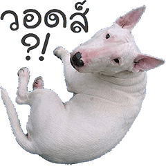 "Bull Terrier"dog #1