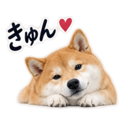 shibainu_stickers