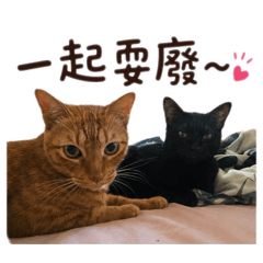 阿貓歐騰の日常2