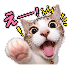 My Cute Cat Moments