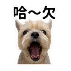 橘夢日記