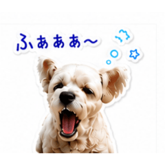 Westie BB