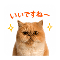 Bux_20260827141411