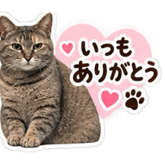 A Day in the Life of a Tabby Cat
