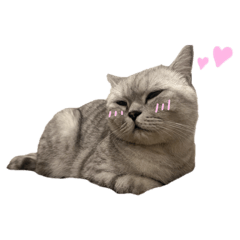 Lucky the fluffy cat <3