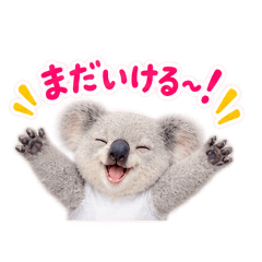 Real Koala's Relaxed Days