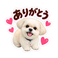 My Friends Cute Dog Daily Stickers
