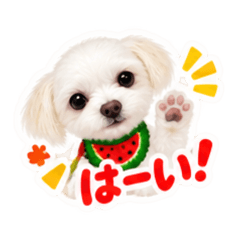 Maltese No.3