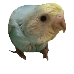 Chirochan of a parakeet