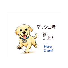 Dash the Labrador