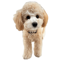 Kuu's Real Photo Poodle Stickers