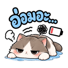 Mischievous cat ka