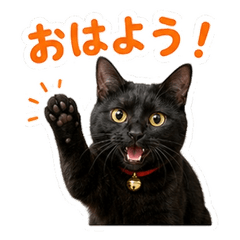 Cute black Cat dayliykers