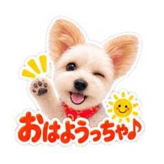 Noah = Pierrot_20260827221454