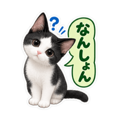 bicolor cat 3