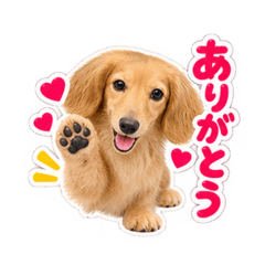 fluffy senna chan_20260827222906