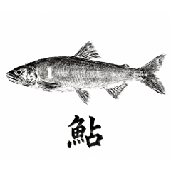 gyotaku2