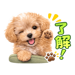 toy poodle&maltese