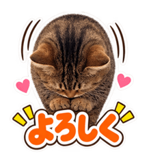 SAYAchan115_20260827230127