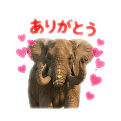 The daily life of an elephant