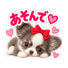 kanoko_20260828004554