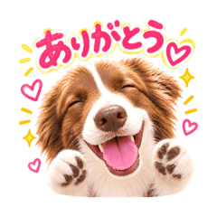 Border Collie rati Stamp