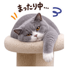 Carefree British Shorthair