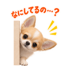 Tiny Chihuahua Everyday Stickers