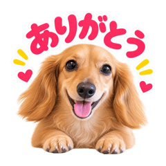 San's Feelings