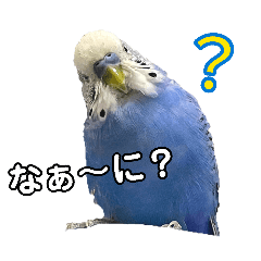 My parakeet!