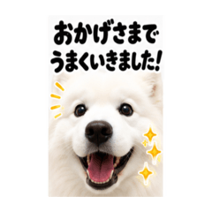 Samoyed at Work  NO.2