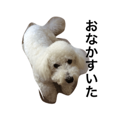 my  dog dog dog dog dog