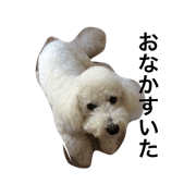 my  dog dog dog dog dog
