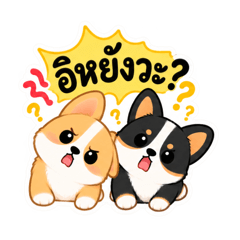 JJ Corgis V.1 (TH Ver)