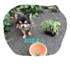 Chihuahua e.o