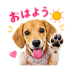 Sachie_20260828211021