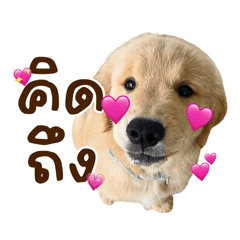 Lemon Puppy Love