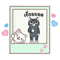 Soft Dog & Hard Cat