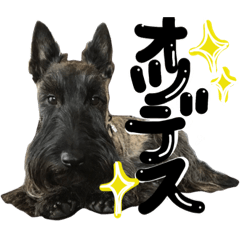 scotch terrier