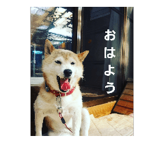 shibainu eru