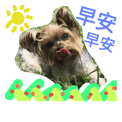 -cute dog-